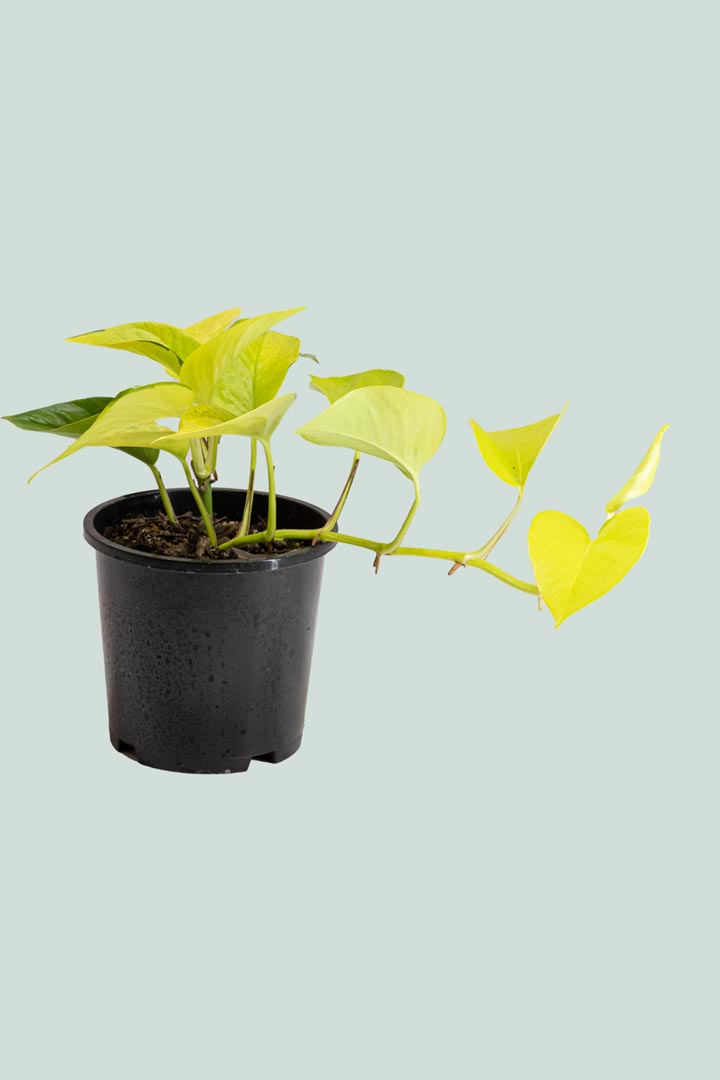 Neon - Epipremnum aureum - 1L / 14cm / Small