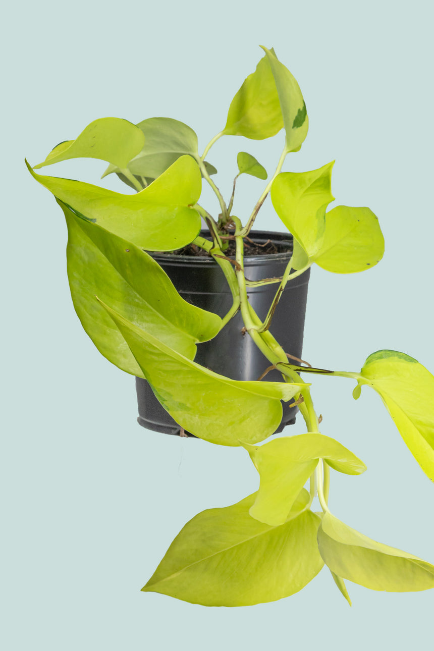 Neon - Epipremnum aureum - 1L / 14cm / Small