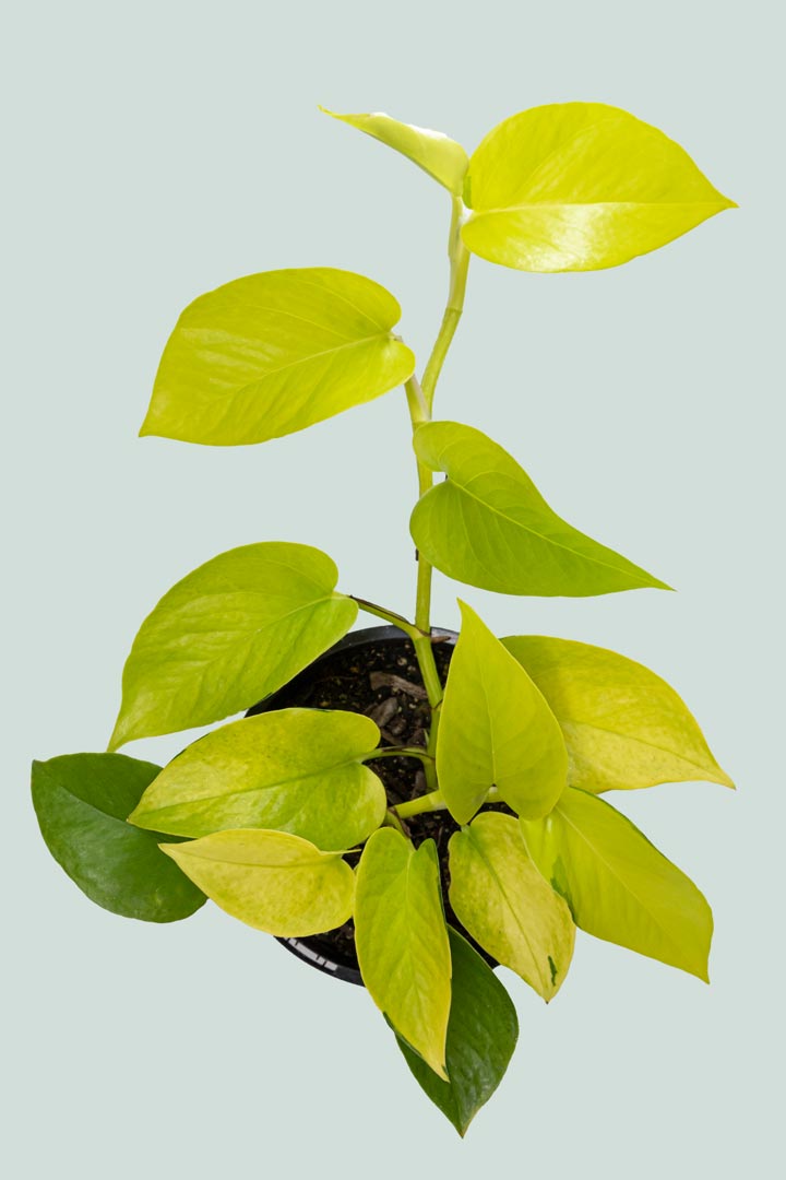 Neon - Epipremnum aureum - 1L / 14cm / Small