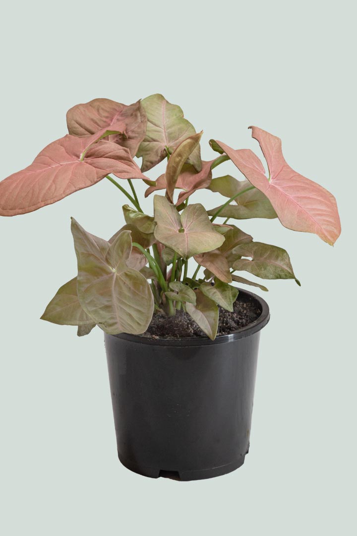 Neon - Syngonium podophyllum - 1L / 14cm / Small