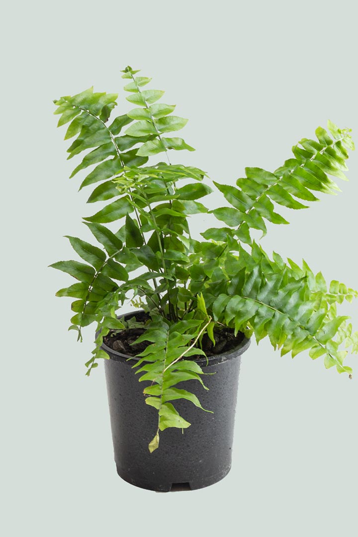 Broad Sword Fern NZ