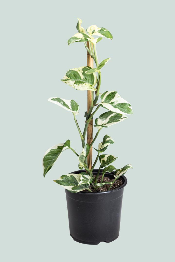 pothos n joy nz N'Joy - Epipremnum aureum