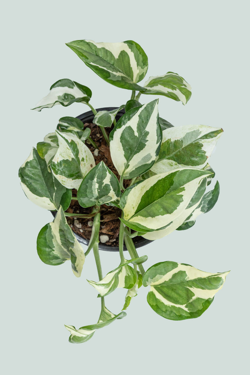 N'Joy - Epipremnum aureum - 1L / 14cm / Small