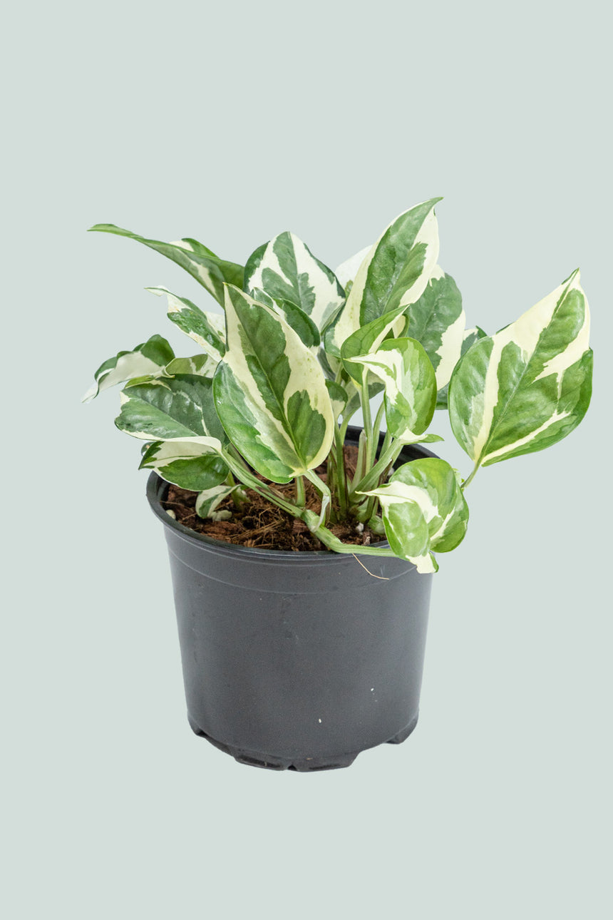 N'Joy - Epipremnum aureum - 1L / 14cm / Small