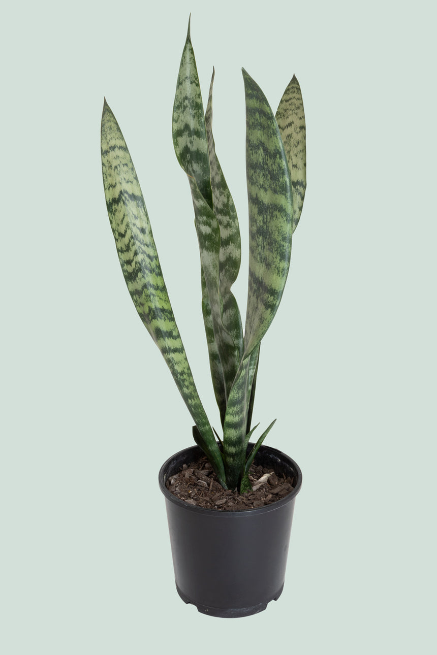 Snake Plant - Dracaena trifasciata (Sansevieria) - 1.3L / 14cm / Small