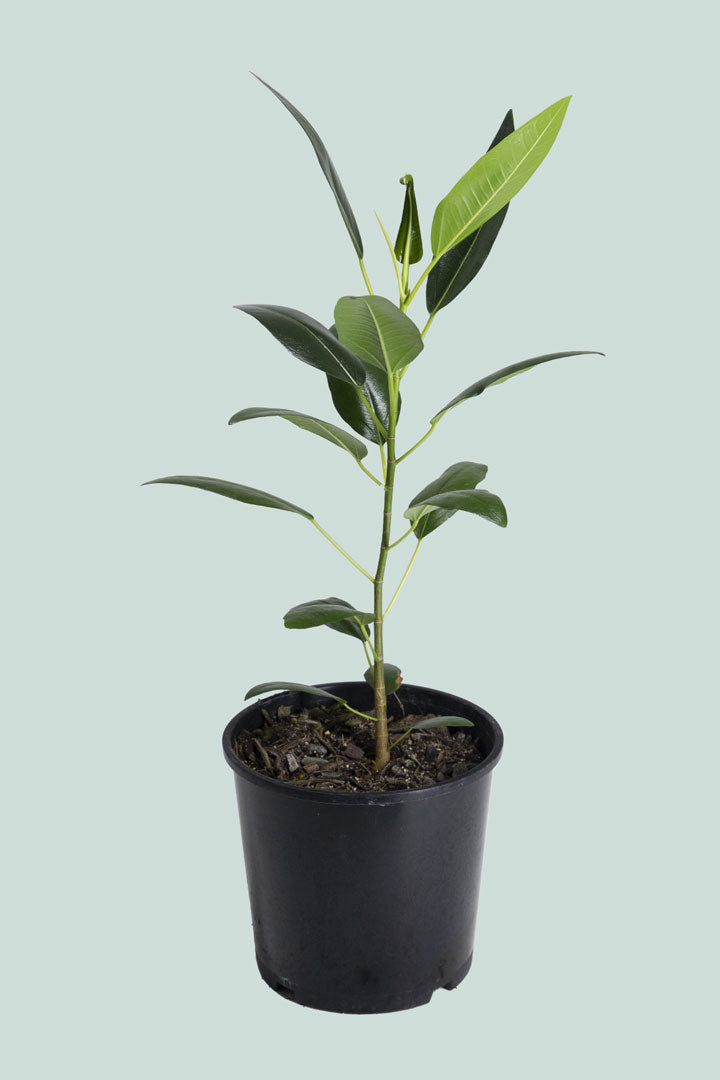 Ficus obliqua - 2.5L / 17cm / Medium