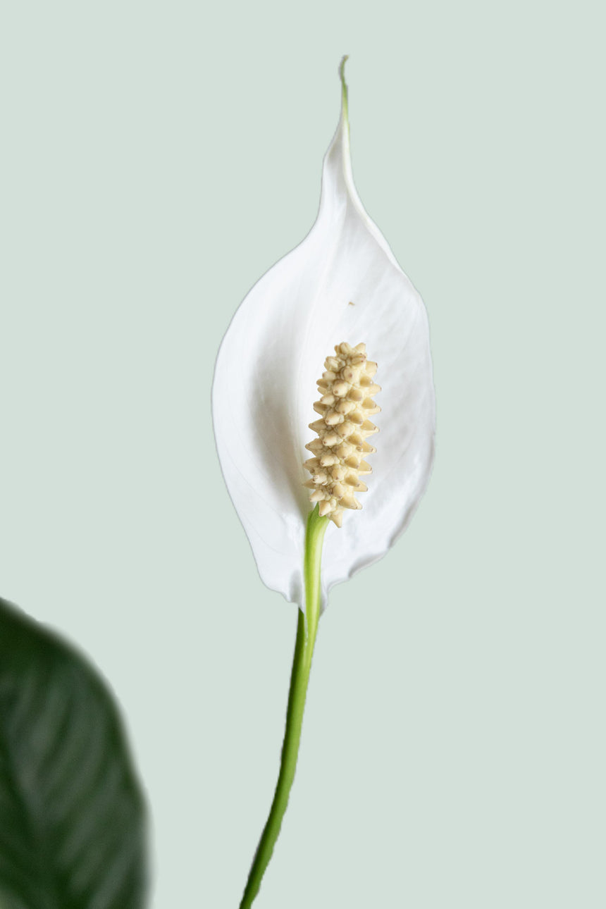 Peace Lily In Flower - Spathiphyllum walisii - 2.5L / 17cm / Medium