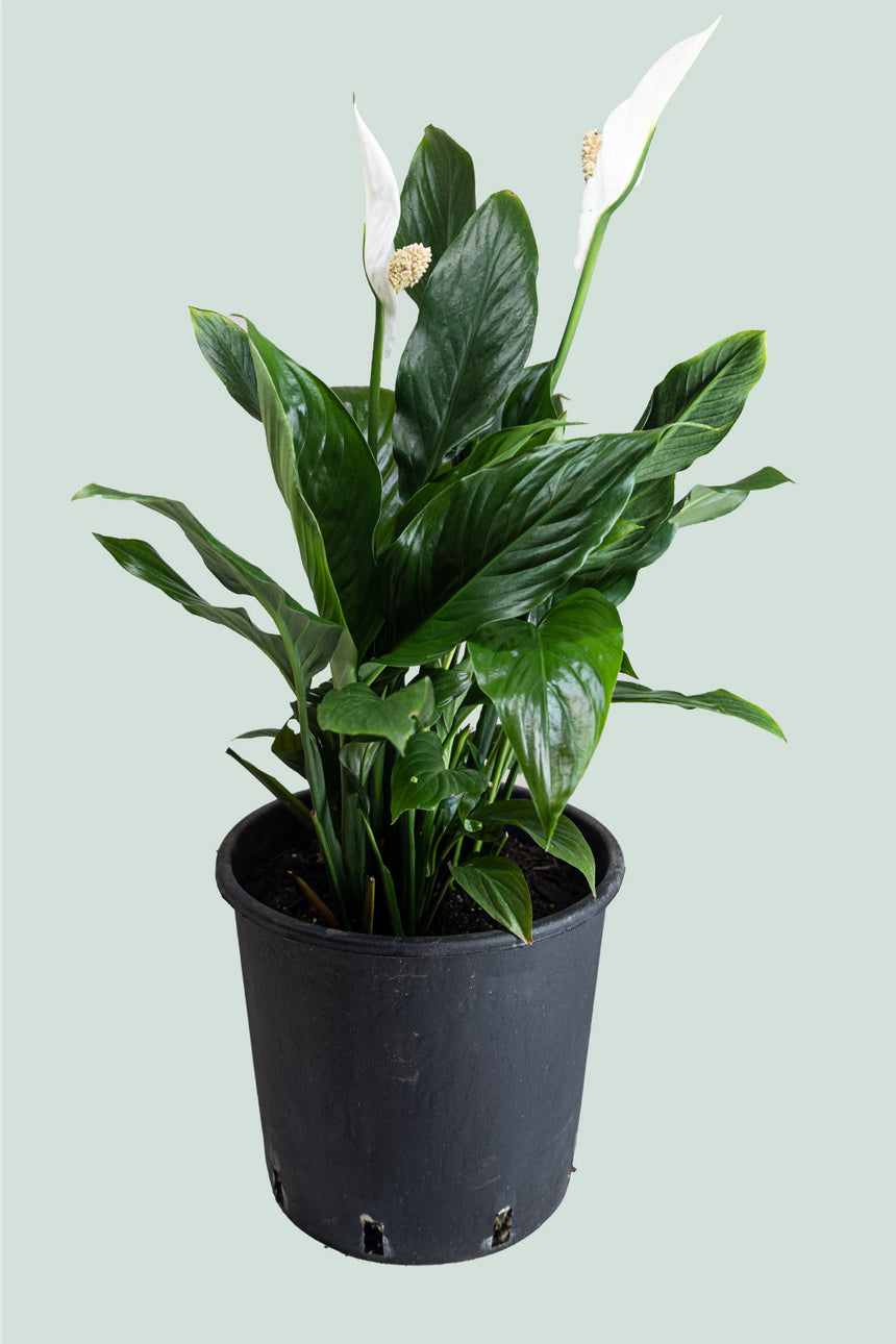 Peace lily - Spathiphyllum - 10L / 25cm / Large