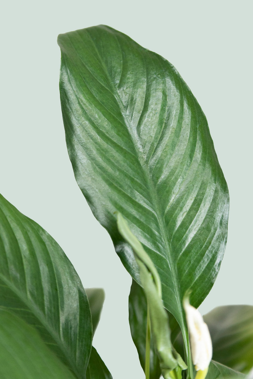 Peace Lily In Flower - Spathiphyllum walisii - 2.5L / 17cm / Medium