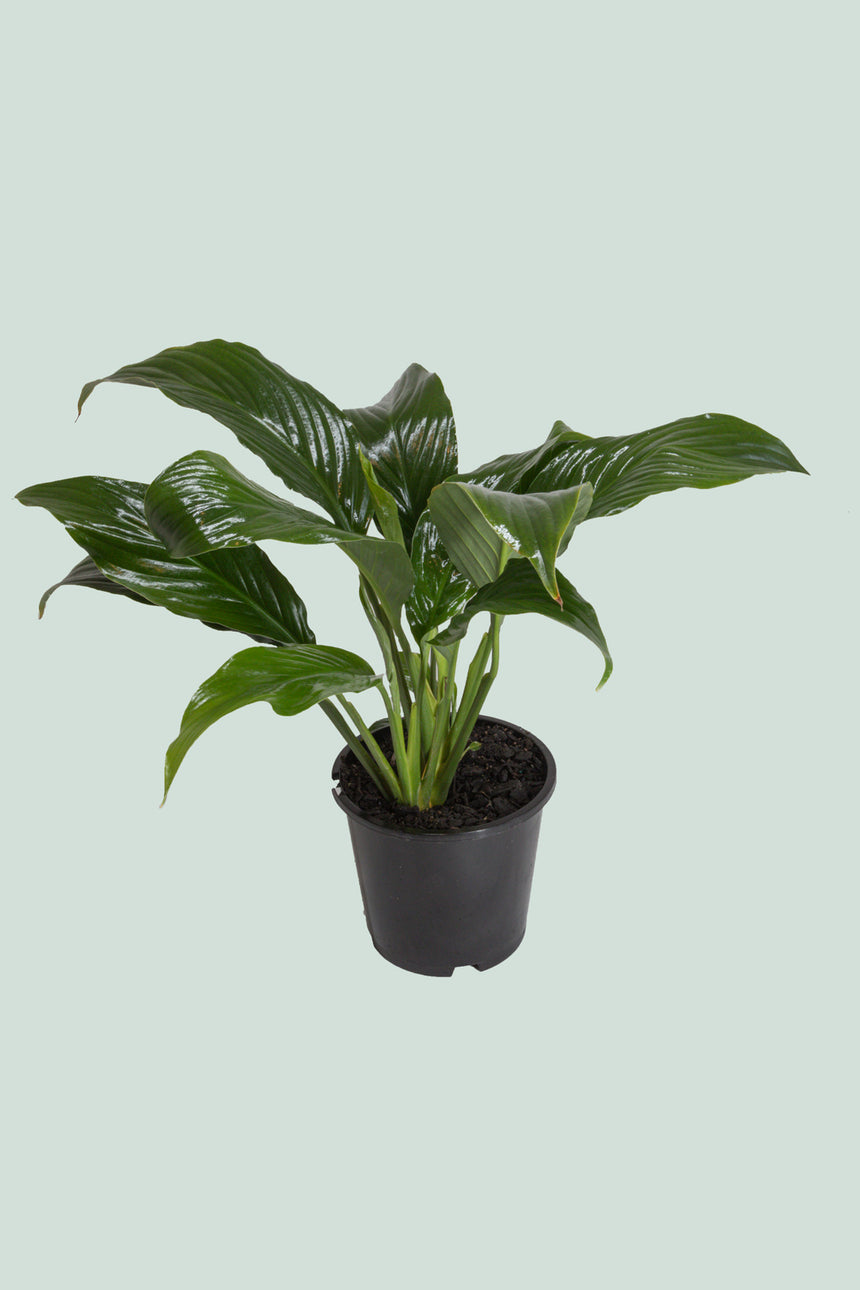 Peace Lily In Flower - Spathiphyllum walisii - 2.5L / 17cm / Medium