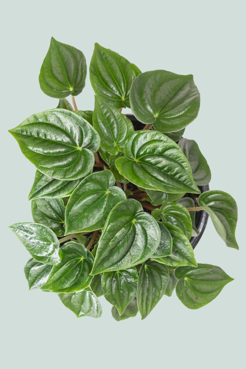 Peperomia marmorata - 1L / 14cm / Small