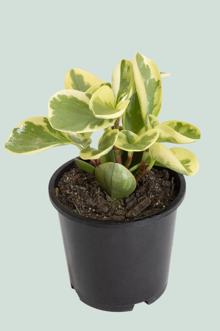 Variegated Peperomia obtusifolia - 1L / 14cm / Small