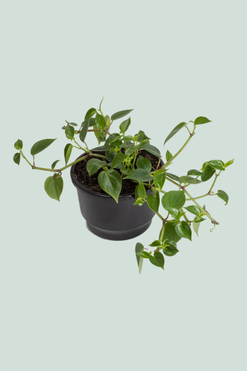 Peperomia scandens - 2L / 16.5cm / Medium