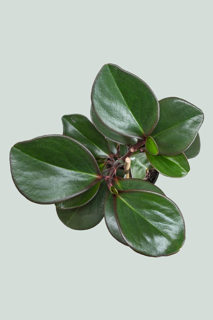 Peperomia obtusifolia - Baby Rubber Plant - 1L/14cm Small