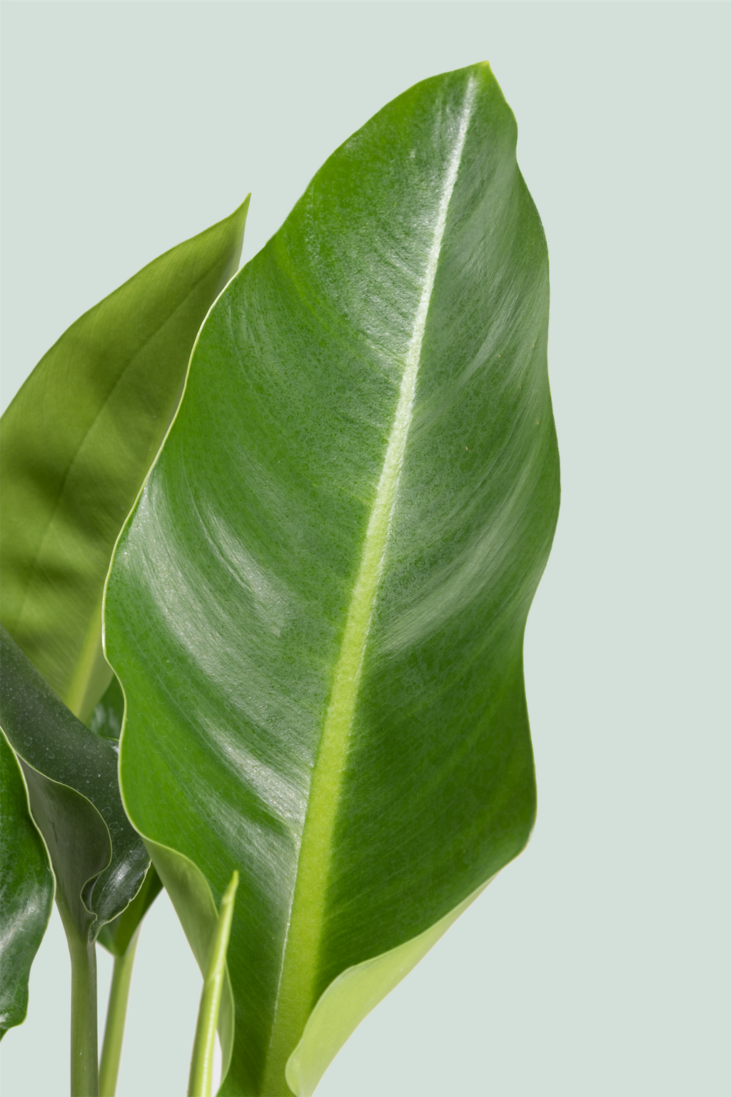 philodendron renauxii Philodendron renauxii