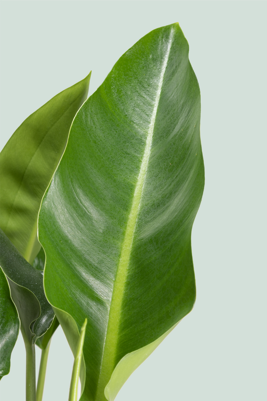 Philodendron renauxii - 10L / 25cm / Large