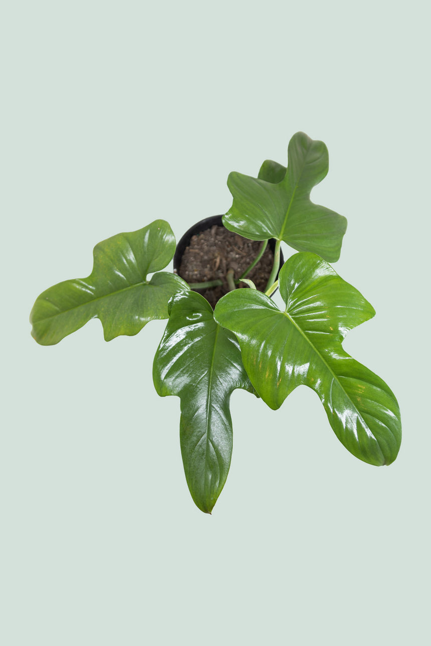 Fiddle Leaf Philodendron (Horse Head) - Philodendron bipennifolium - 1.3L / 14cm / Small