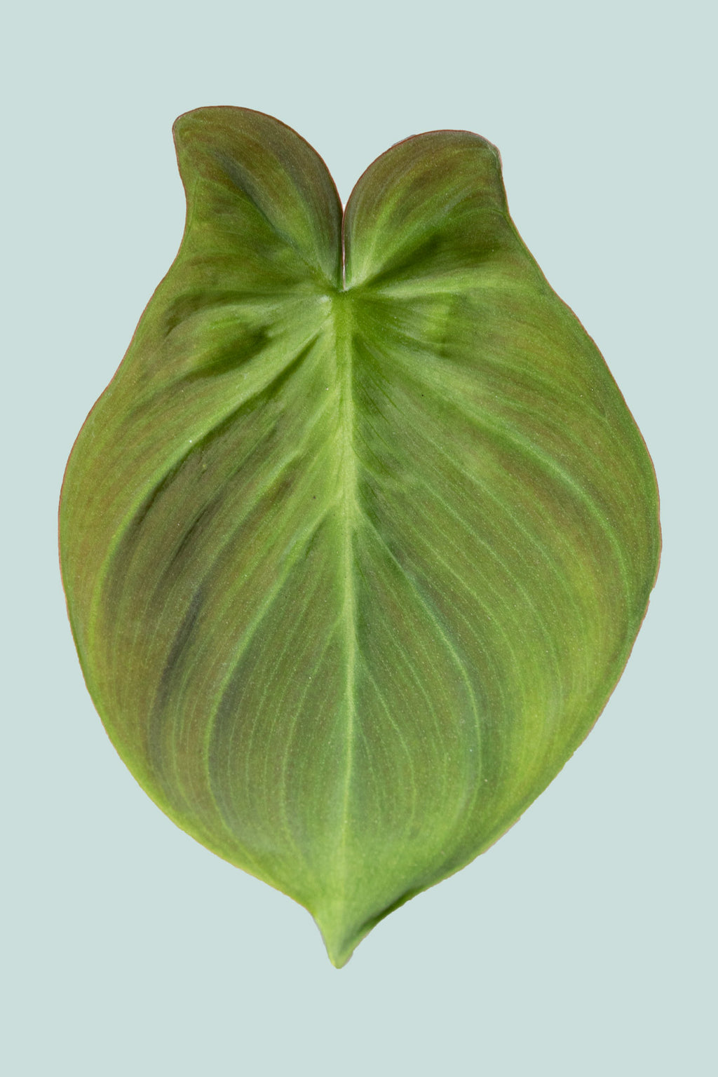 philodendron camposportoanum price Philodendron camposportoanum
