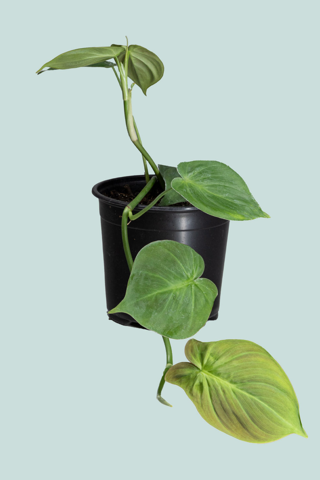 Philodendron camposportoanum