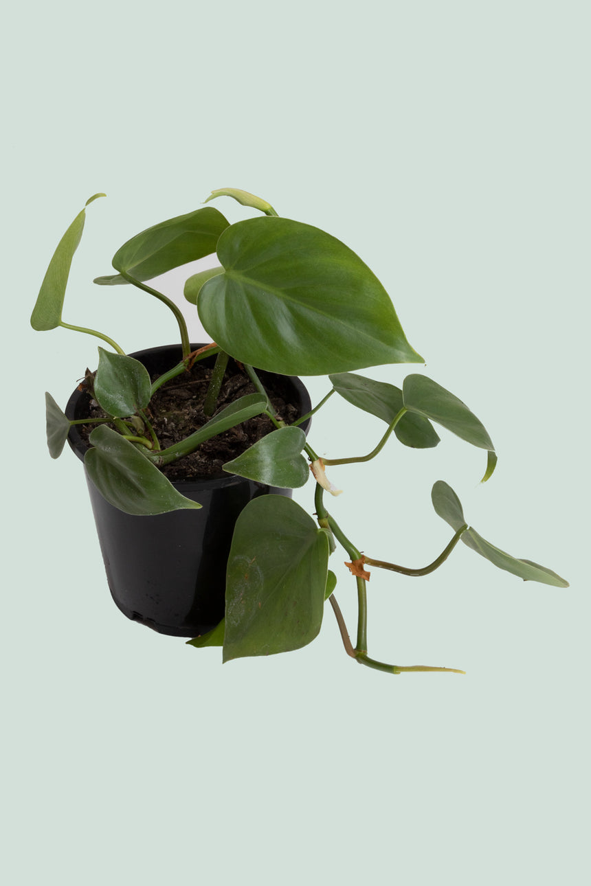 Heart Leaf - Philodendron hederaceum - 1L / 14cm / Small