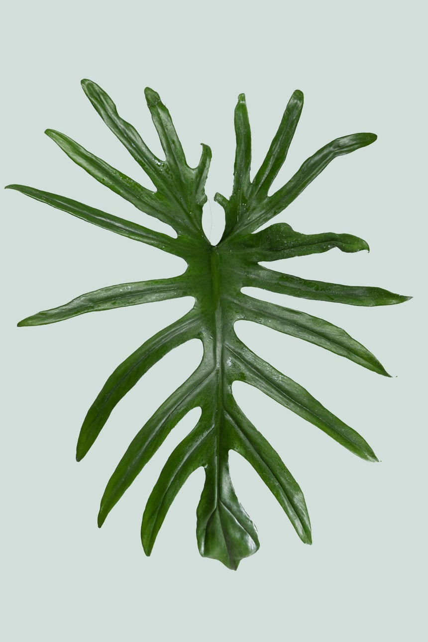 Philodendron elegans - 2.5L / 17cm / Medium