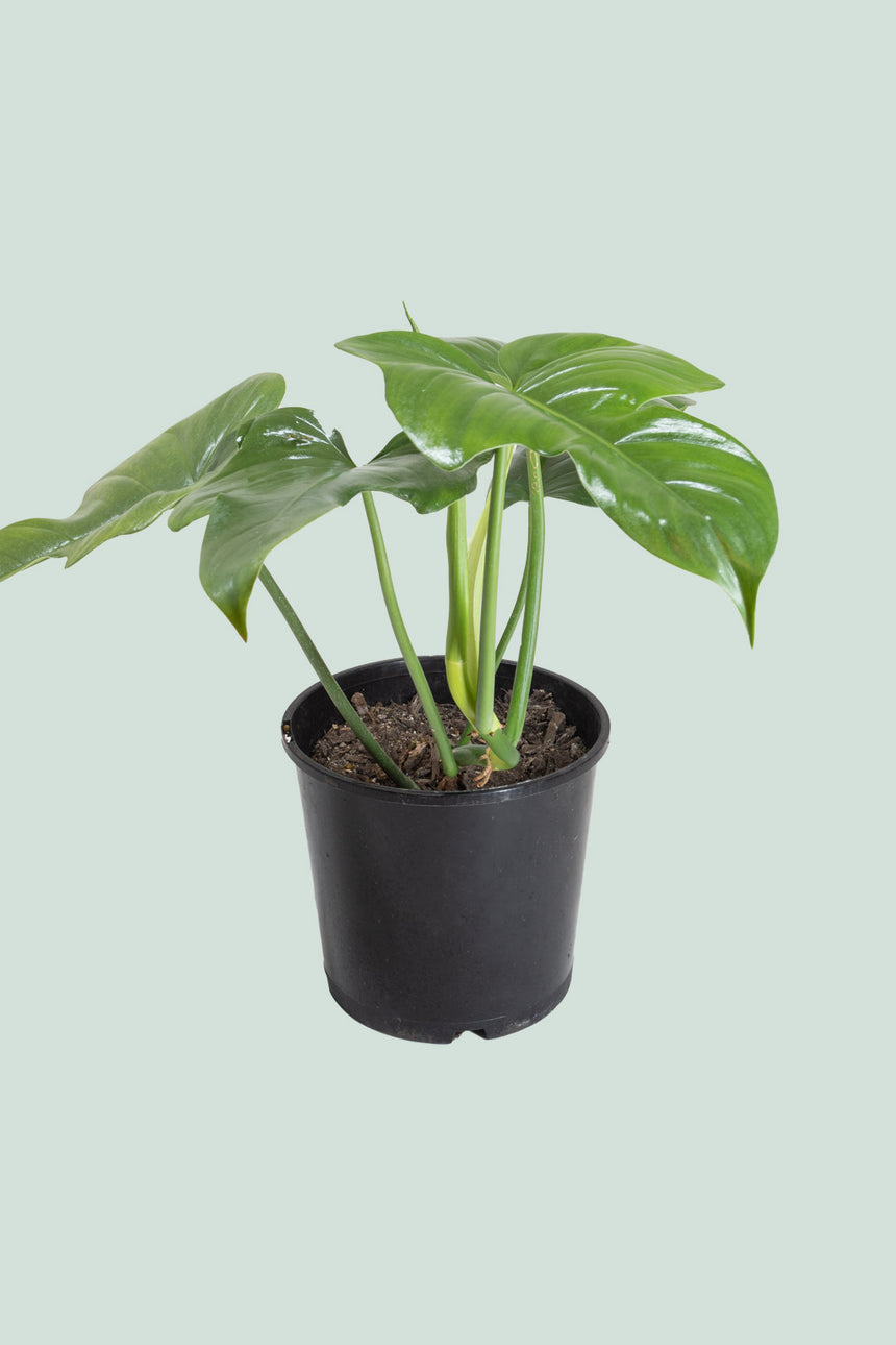 Fiddle Leaf Philodendron (Horse Head) - Philodendron bipennifolium - 1.3L / 14cm / Small