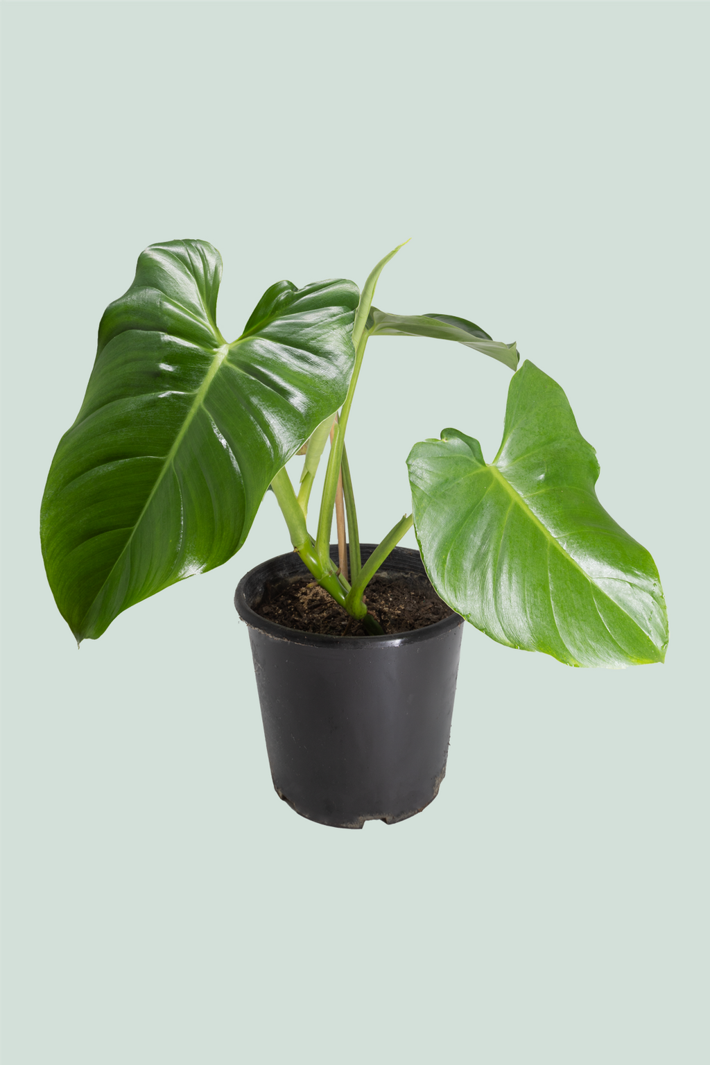 Hybrid Philodendron eximium (fragrans) X P. imbe