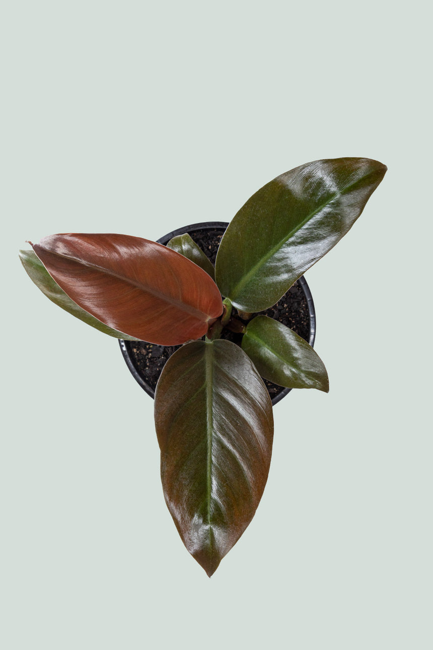 Imperial Red - Philodendron selloum - 1L / 14cm / Small