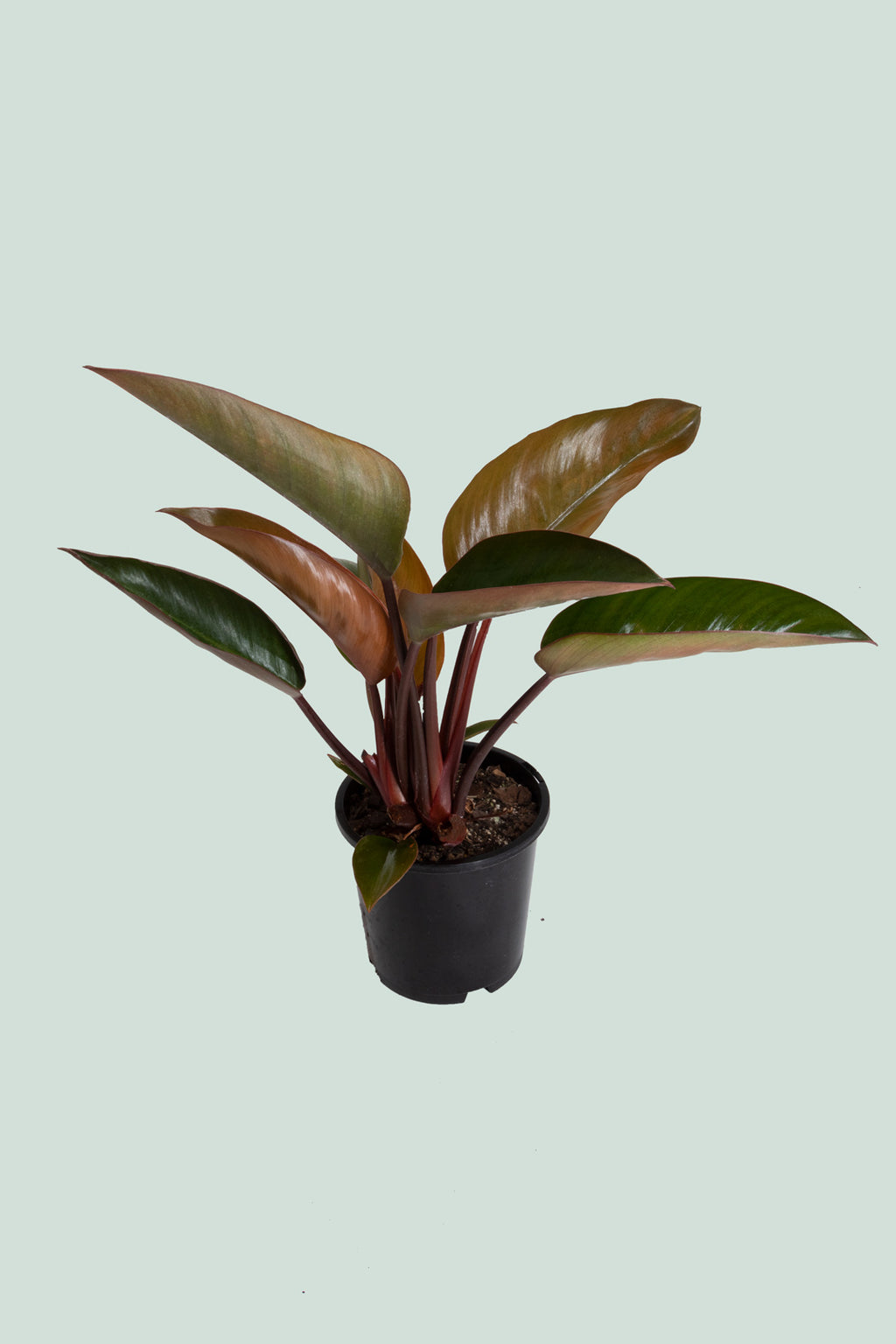 Philodendron Red Congo Philodendron Selloum Indoor Plant 