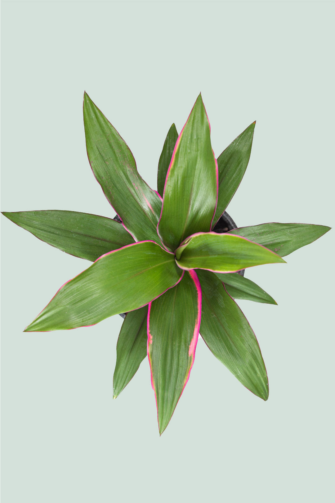 Pink Edge - Cordyline fruticosa - 2L / 17cm / Medium