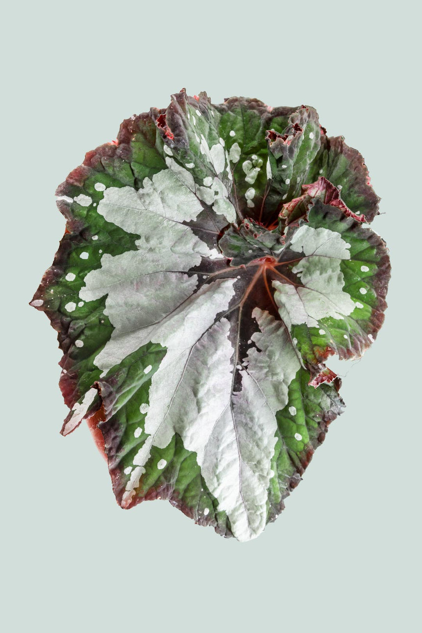 Begonia 'Purple Paisley' - 2.5L / 17cm / Medium