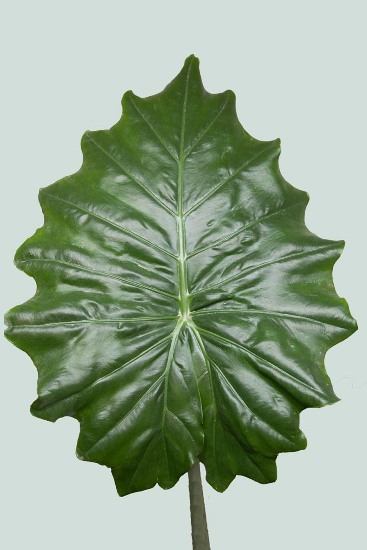 Portodora Elephant Ear - Alocasia odora X A. portei hybrid - 2.5L / 17cm / Medium