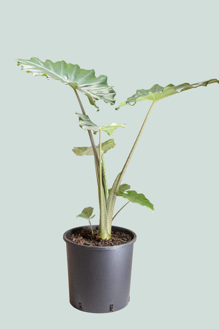 Portodora Elephant Ear - Alocasia odora X A. portei hybrid - 2.5L / 17cm / Medium