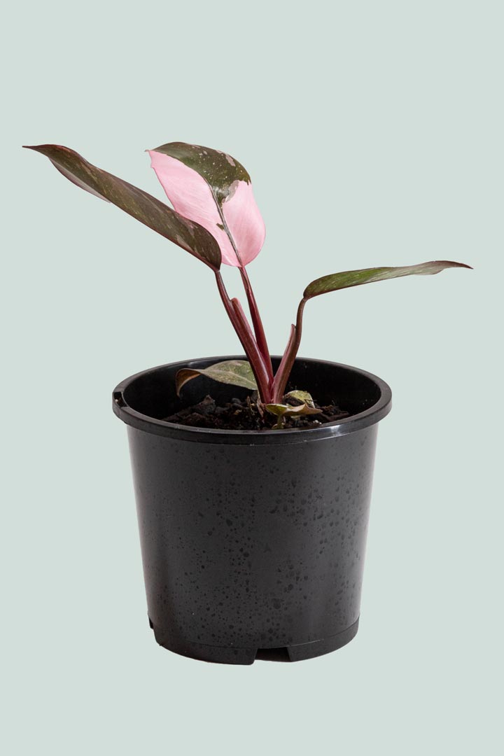 Philodendron Pink Princess  - 1L / 14cm / Small