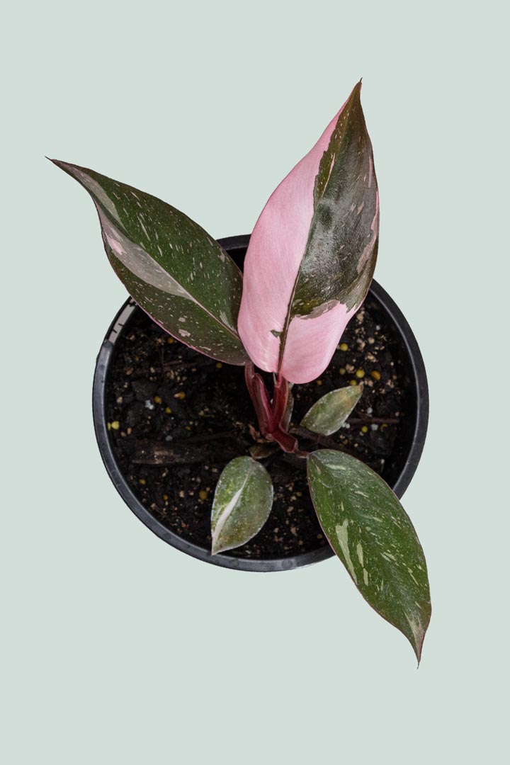 Philodendron Pink Princess  - 1L / 14cm / Small