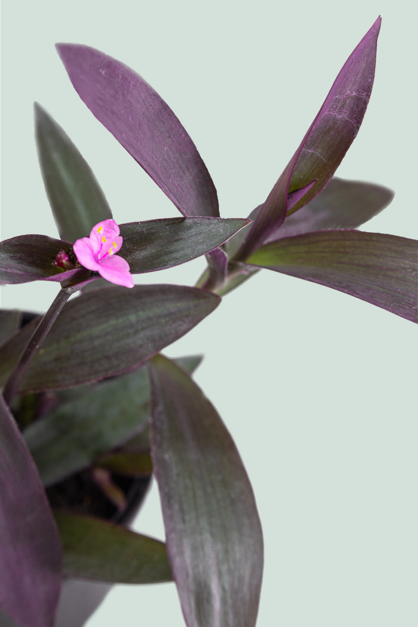Purple Heart - Tradescantia pallida - 1L / 14cm / Small