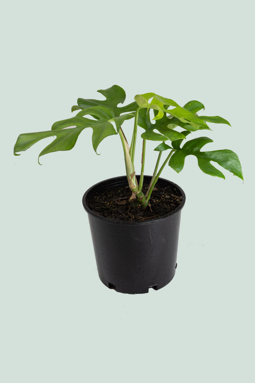 Rhaphidophora tetrasperma - (Philodendron minima) - Mini Monstera - 1.3L / 14cm / Small