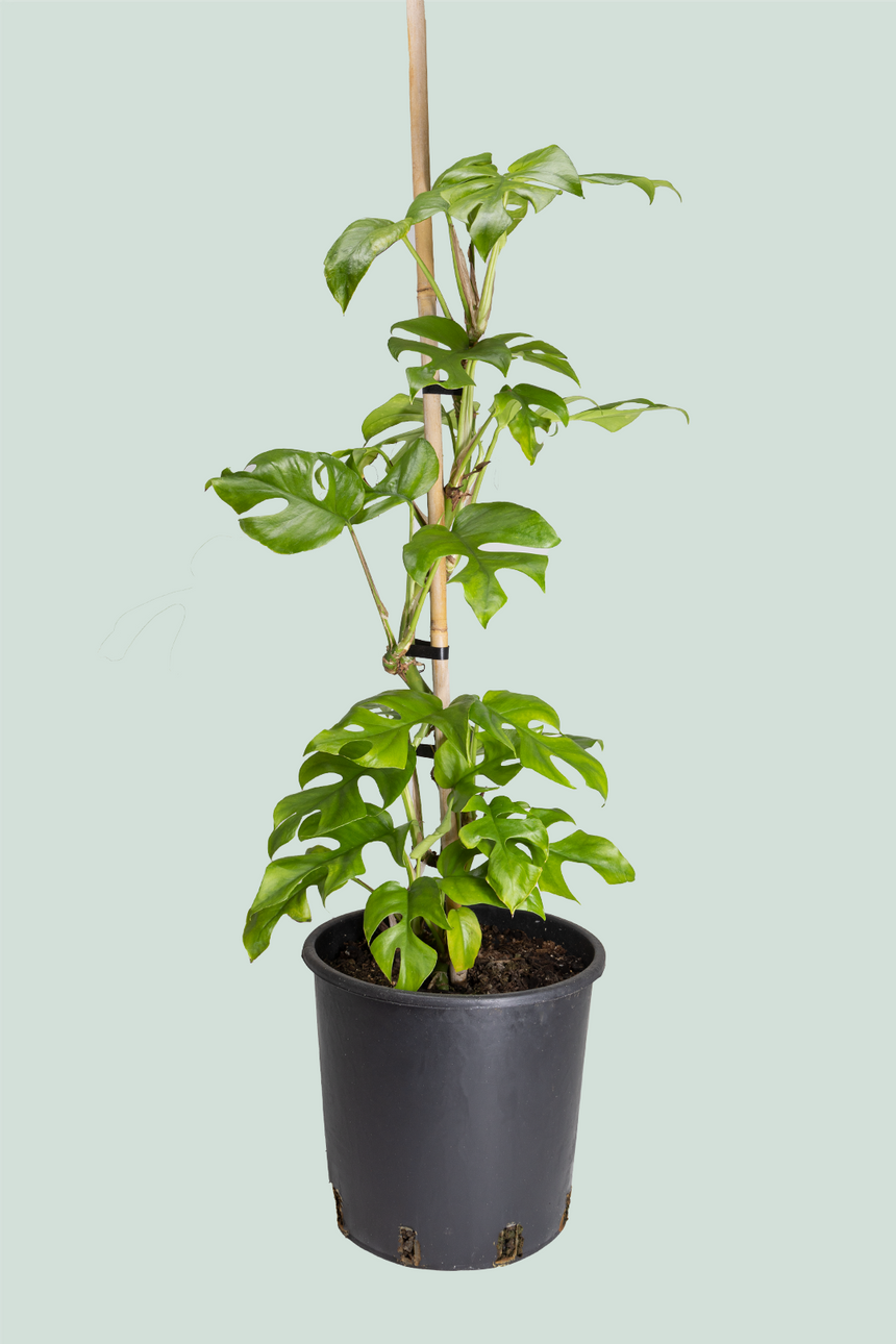 Rhaphidophora tetrasperma - (Philodendron minima) - Mini Monstera - 10L / 25cm / Large