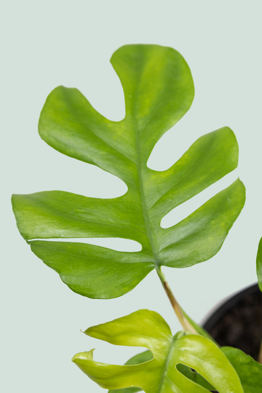 Rhaphidophora tetrasperma - (Philodendron minima) - Mini Monstera - 1.3L / 14cm / Small