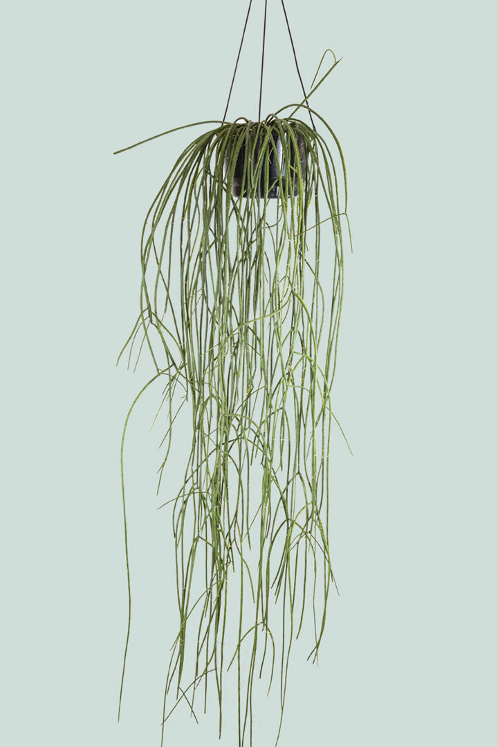 spaghetti plant succulent Spaghetti Cactus - Rhipsalis floccosa