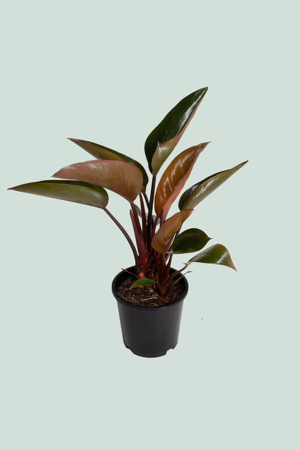 Philodendron Red Congo Philodendron Selloum Indoor Plant 