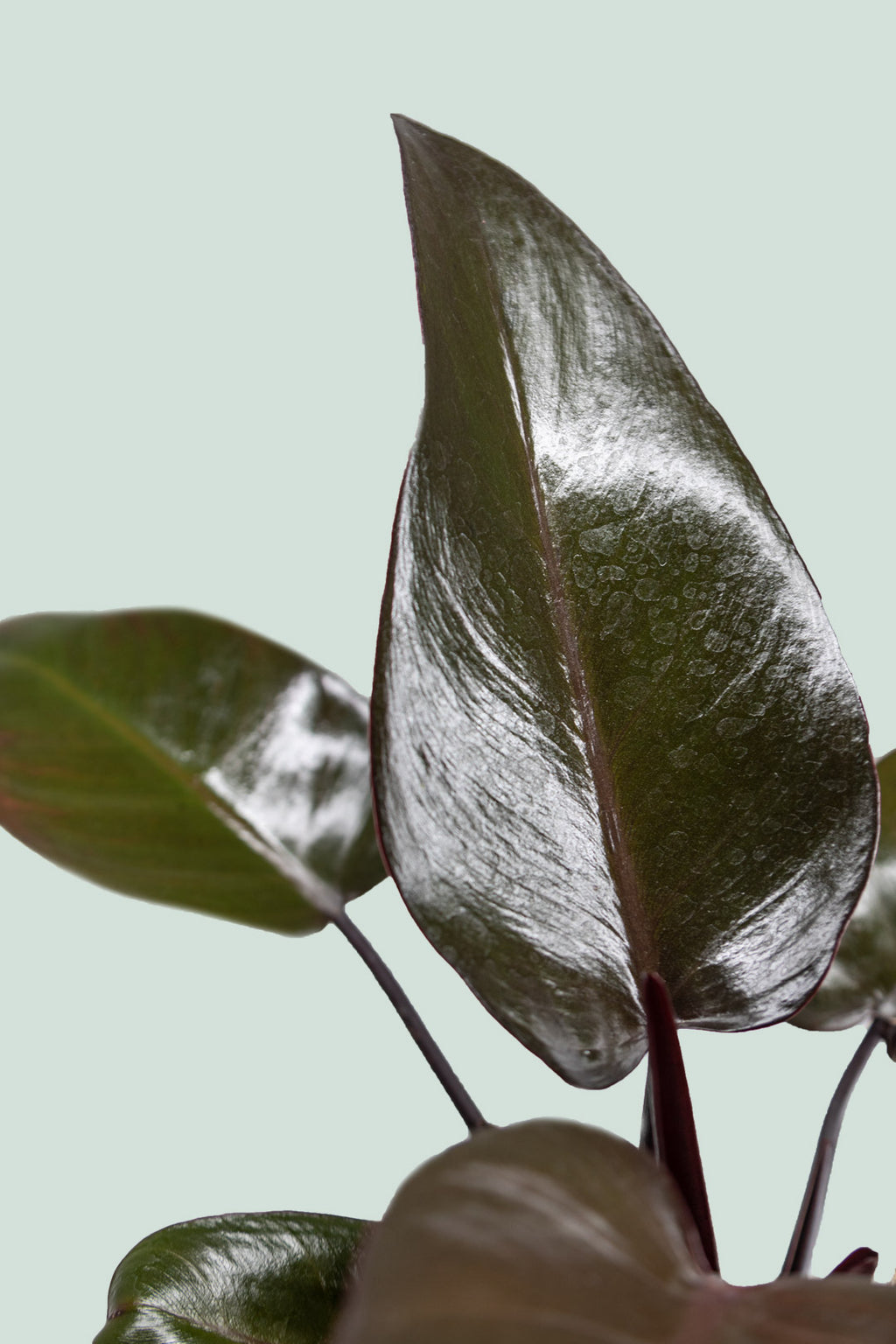 royal queen philodendron care Philodendron Royal Queen - Indoor Plant