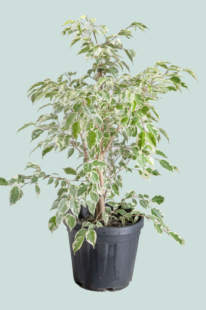 Samantha - White Variegated Weeping Fig - Ficus benjamina - 10L / 25cm / Large