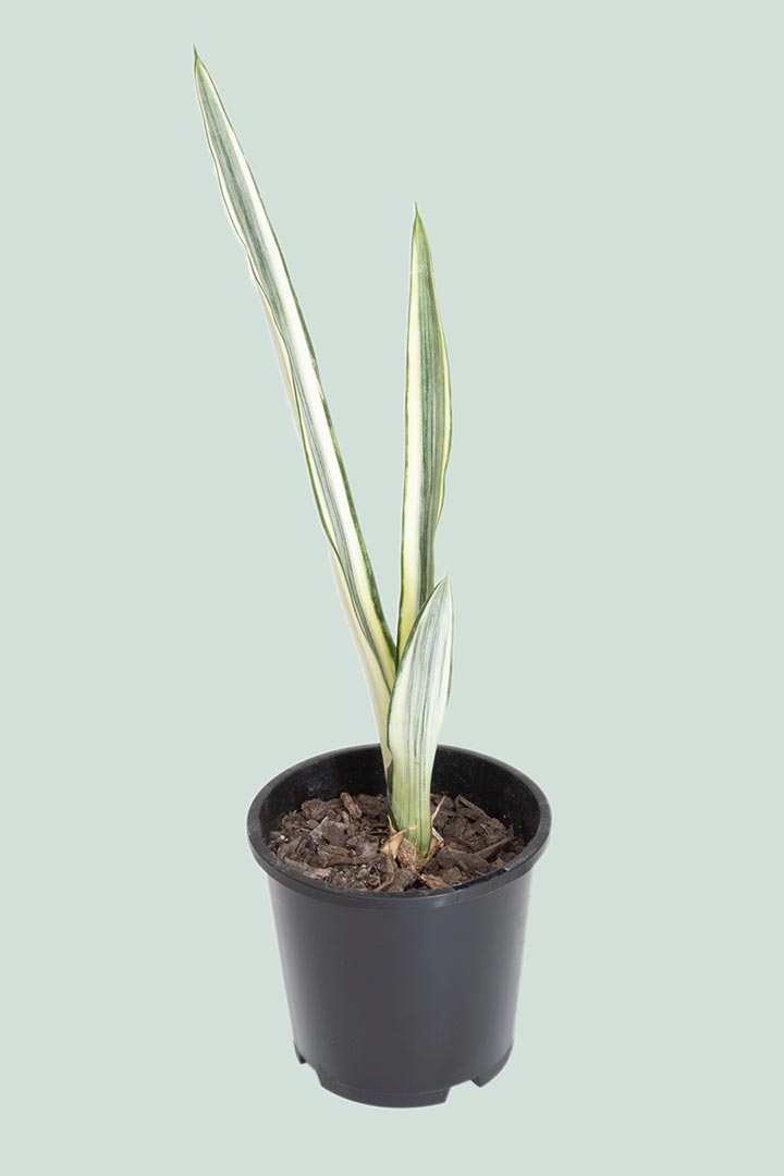 Bantels Sensation Sansevieria NZ indoor plant