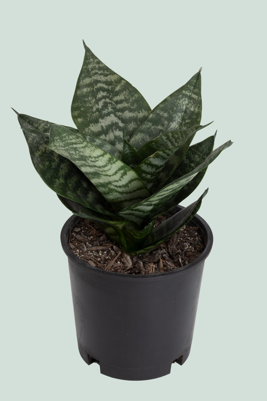 Hahnii - Dracaena trifasciata (Sansevieria) - 1L / 14cm / Small