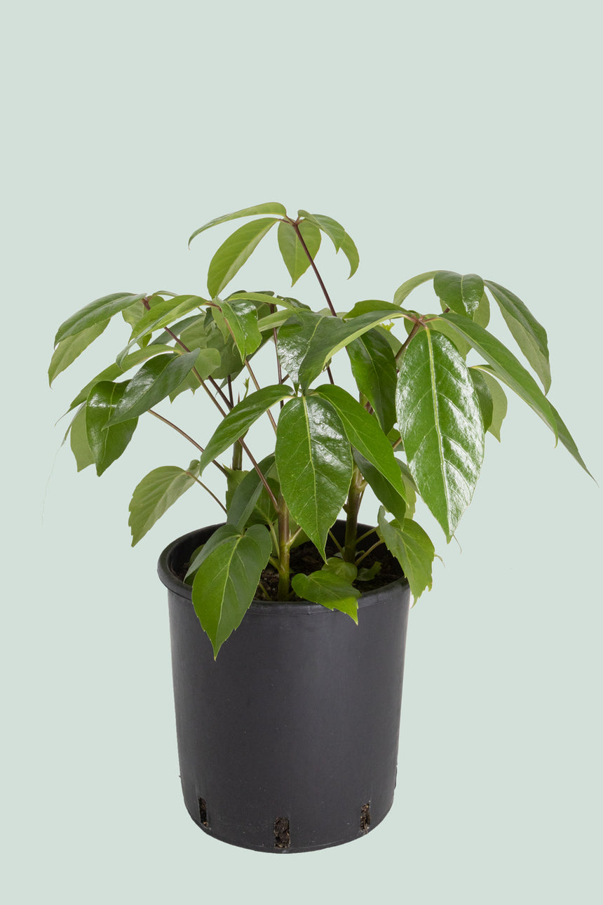 Umbrella Tree - Schefflera amate - 10L / 25cm / Large