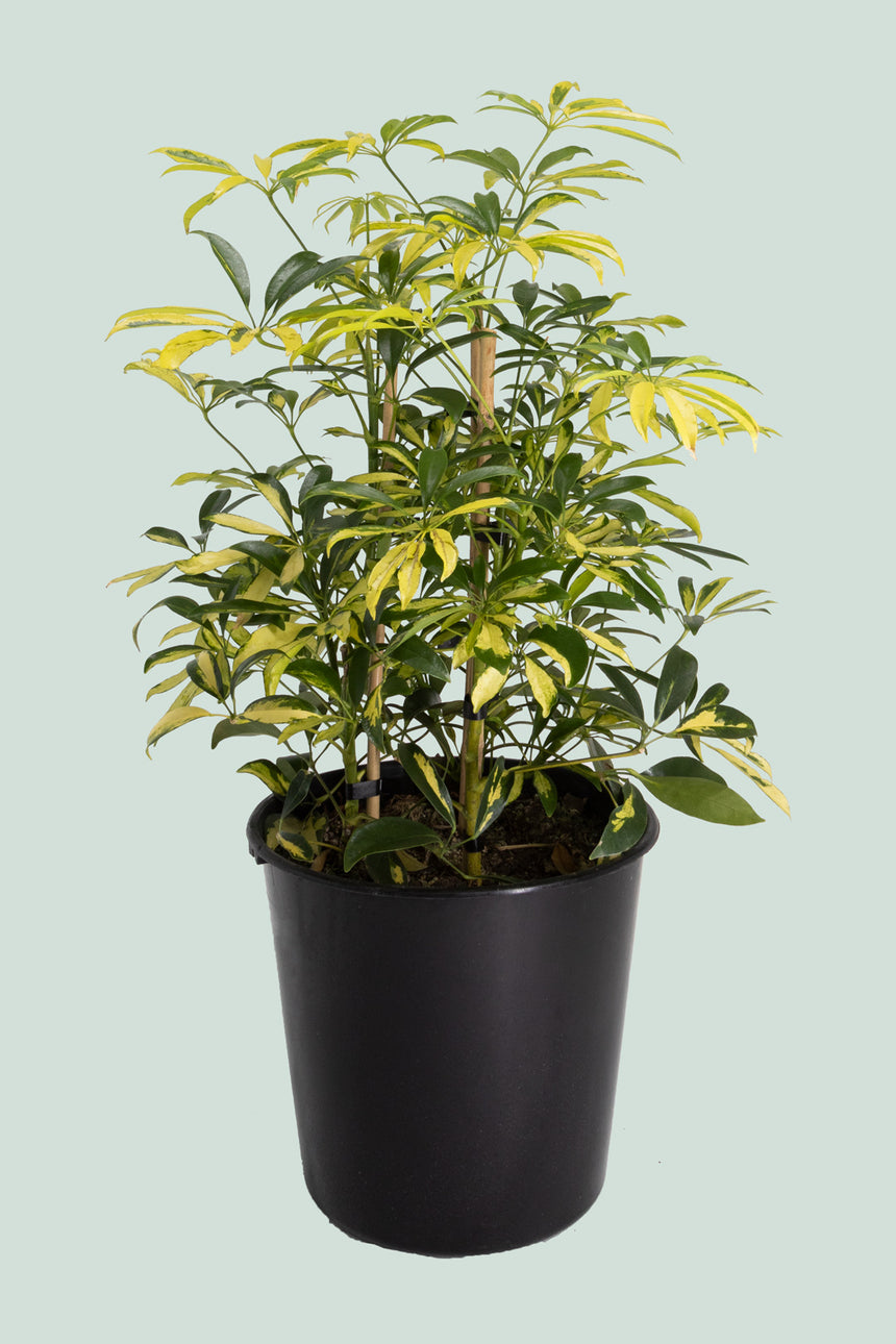 Variegated Dwarf Umbrella Tree - Schefflera arboricola - 10L / 25cm / Large