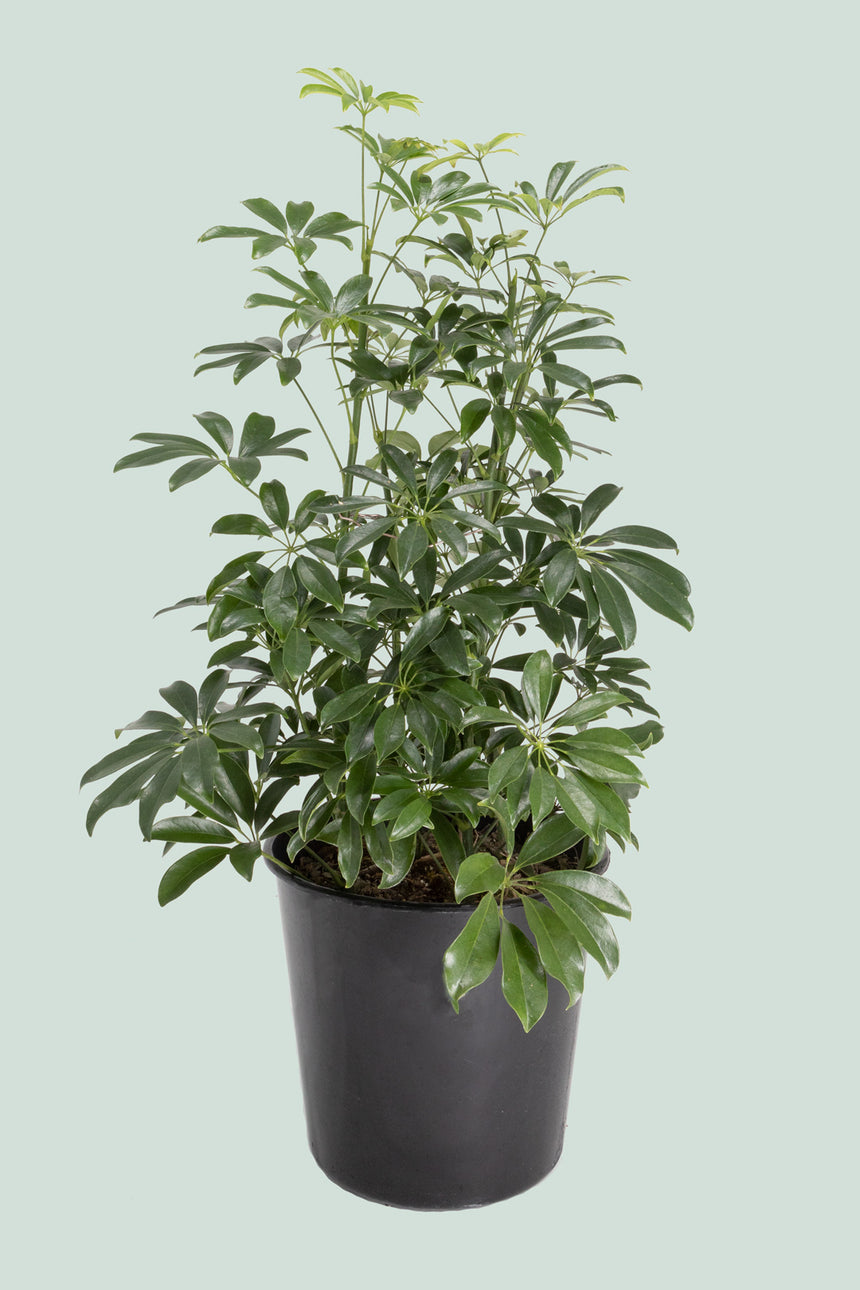 Dwarf Umbrella Tree - Schefflera arboricola - 10L / 25cm / Large