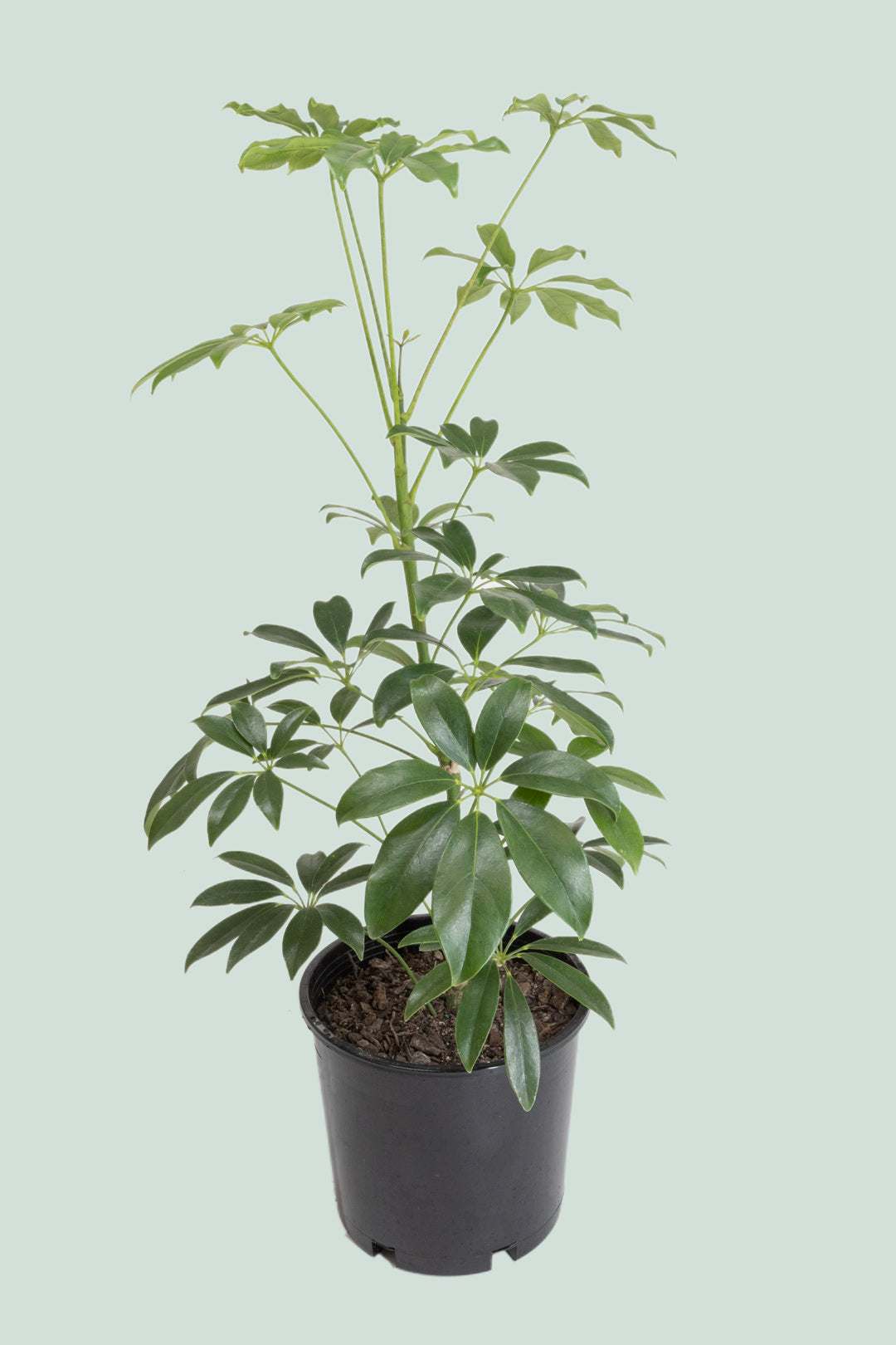 Dwarf Umbrella Tree - Schefflera arboricola - 2.5L / 17cm / Medium