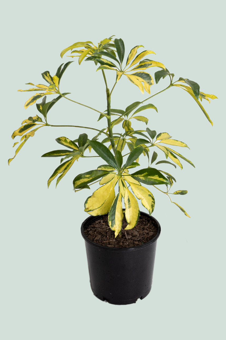 Variegated Dwarf Umbrella Tree - Schefflera arboricola - 2.5L / 17cm / Medium